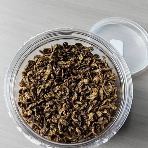 >酒糟黑水虻热风虫干